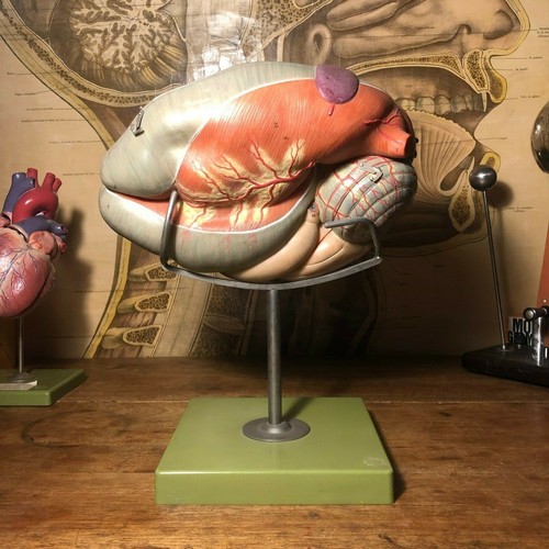 Vintage somso ruminant stomach - vintage,