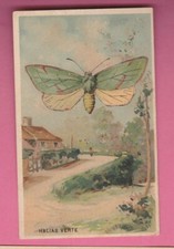 Image Chicorée Extra A LA BELLE JARDINIERE BERIOT Halias Verte (Papillon)