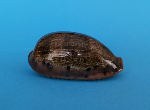 Cypraea caurica elongata 3 - cypraea,