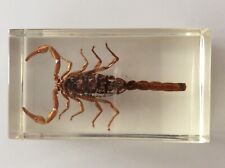 INCLUSION EN RÉSINE ANIMAL SCORPION 4 x 7,2 cm environ, COLLECTION INSECTES