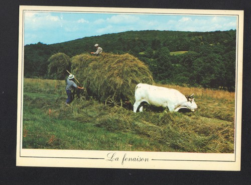 Attelage bovin agricole - attelage,