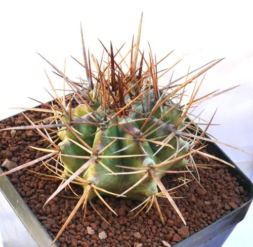 Echinocactus ingens 1113 - ,