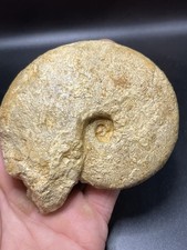 3.93" / 10 cm - Ammonite