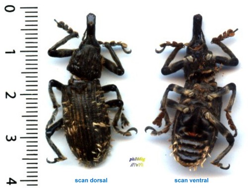 Curculionidae lixus titubans - curculionidae,