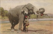 CARTE POSTALE ASIE COLOMBO CEYLAN A TEMPLE ELEPHANT