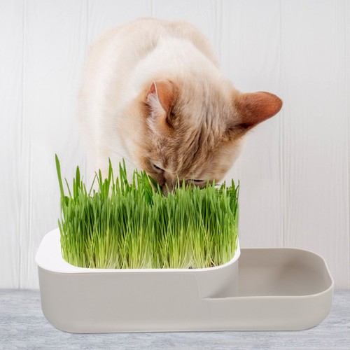 Plateau herbe chat - plateau, À