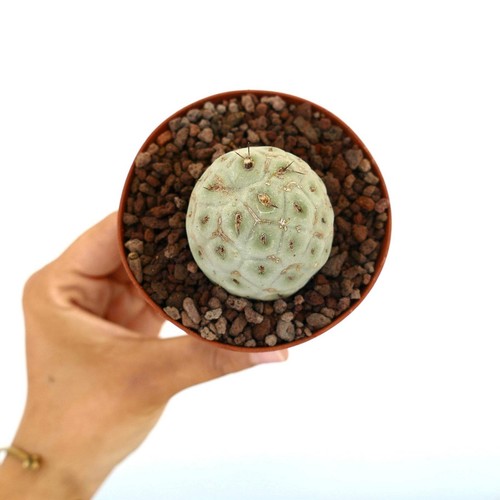 Tephrocactus geometricus one - tephrocactus,