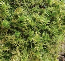 1 Litre Sphaigne Vivante