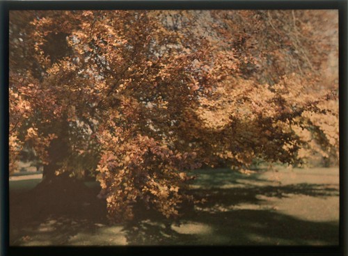 Autochrome 12x16 beau - autochrome, 12x16,5