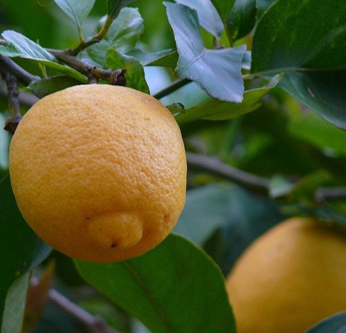 Huile essentielle citron - de,