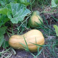 20 graines de courge sucrine du berry – récolte 2023 – permaculture