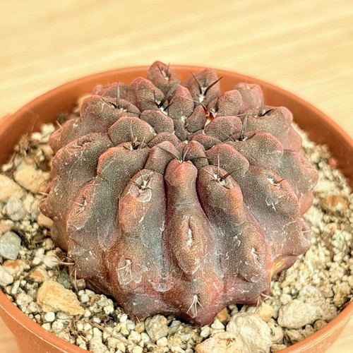 Néoporterie cachée pot - pot, 6,5