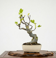 Bonsaï ficus carica - -, pot