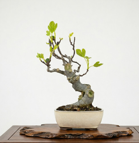 Bonsaï ficus carica pot - -,