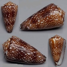 Coquillage de collection 