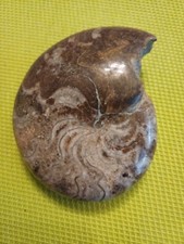 Ammonite Goniatite Maroc Devonien.