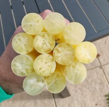 RARE LOT OF 12 OLD LUCITE RODS