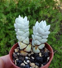 Crassula deceptor plante - crassula,