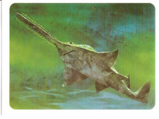 Disney : Fiche Animaux-Collection  journal de Mickey .No 29. POISSON  SCIE