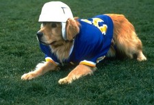 Air Bud: Golden Receiver