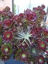 10+2=tres  grand lot  BOUTURES PLANTES GRASSES SUCCULENTES  AéONIUMS  tillandsia