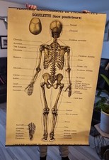 Planche anatomique n° 2 1930 Signée Arnould Moreaux. Librairie Maloine PARIS N°1