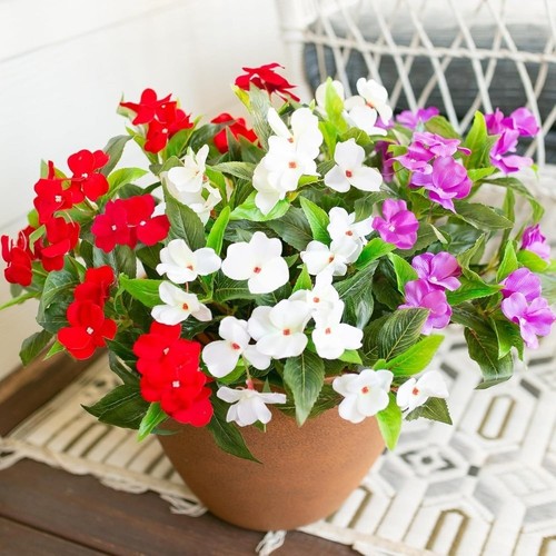 Realistic impatiens silk - impatiens,