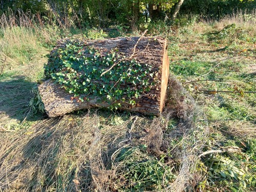 Grume bois arbre type noyer - grume,