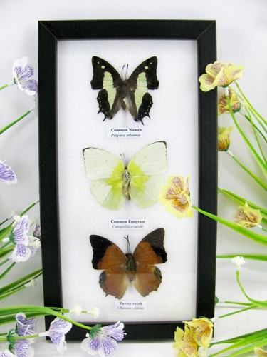 Vrais beaux papillons - 3,