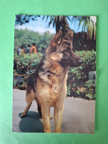Carte postale chien - carte, de