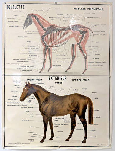 Cheval anatomie affiche - anatomie,