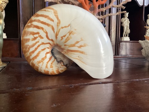 Gros coquillage nautile - coquillage,