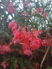 Begonia Maculata (250 graines/seeds)