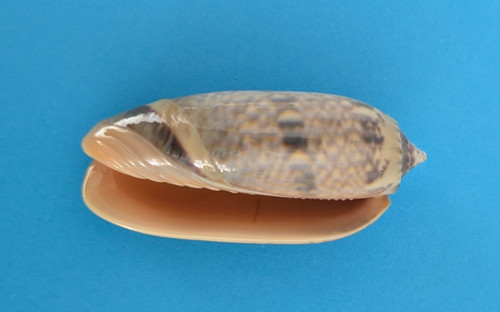 Oliva lamberti - , (miniaceoliva)