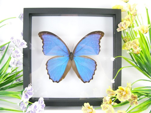 Morpho didius beau papillon - didius,