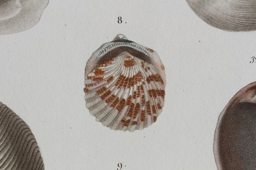 Molluscs engraving animal - engraving,