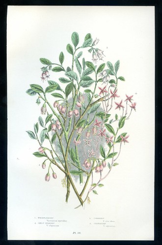 Botanique fleur vaccinium - botanique,,