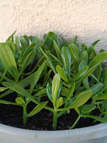 Bouture sedum praealtum - sedum, /