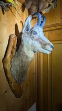 Tête de chamois naturalisée - Trophée taxidermie
