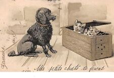 Animaux - n°67986 - Chien regardant des chats dans une caisse - Carte gaufré
