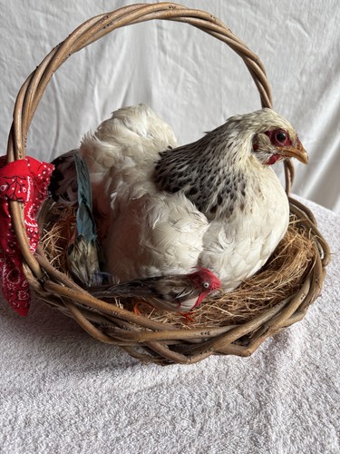 Large taxidermy chicken - large,