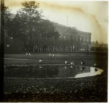 Oiseaux Canards Parc Jardins