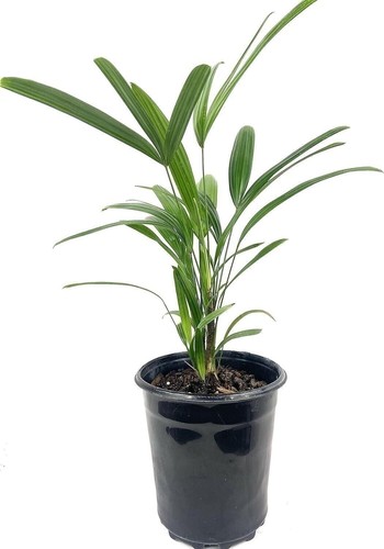 Lady palm live starter - lady,