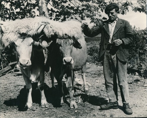 Larrau 1935 attelage - larrau,