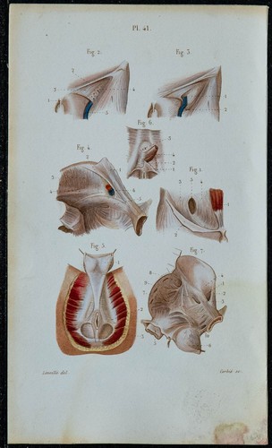 1852 planche anatomie - -,
