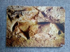 CPSM CPM 24 DORDOGNE LES EYZIES ABRI DU CAP BLANC LE CHEVAL 