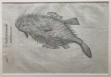 Gravure 1638 Aldrovandi 