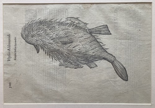 Gravure 1638 aldrovandi - aldrovandi,
