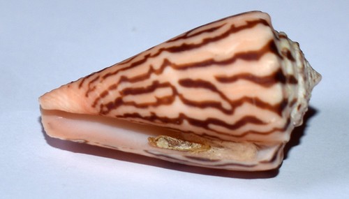 Sea shell coquillages - sea,