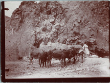Algérie, Aurès, troupeau de mulet au pied de la montagne  vintage print,  Tira